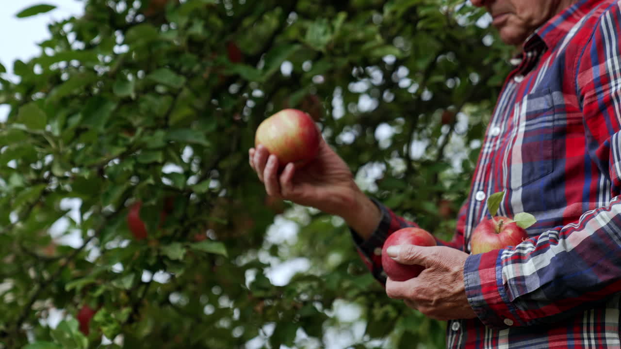 Cropped image of a man in checkered shirt gathering apples. Farmer holds few freshly picked fruit in hands.
