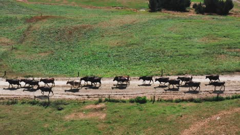 herd of holstein new zealand beef cows walking uniformly down farm road, aerial