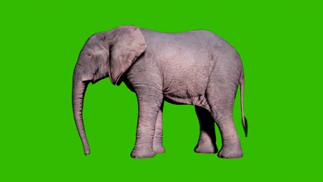 large african elephant eating grass from the ground in front of green screen. seamless loop animation for animals, nature and educational backgrounds.