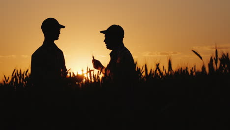 Silhouettes-Of-Two-Farmers-In-A-Wheat-Field-Looking-At-Ears-Of-Corn