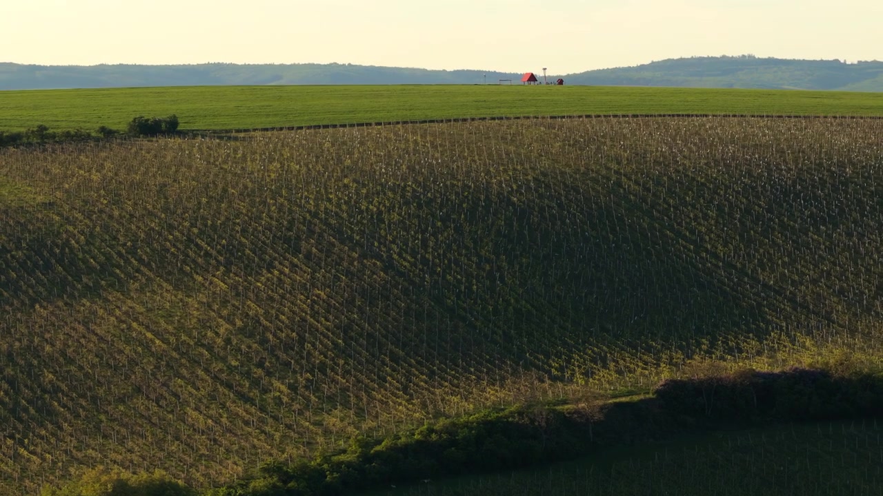 Aerial drone view of a hillside vineyard with a distant red farm building on the horizon and rolling green fields beyond under a hazy sky, Moravia, Czech Republic.
