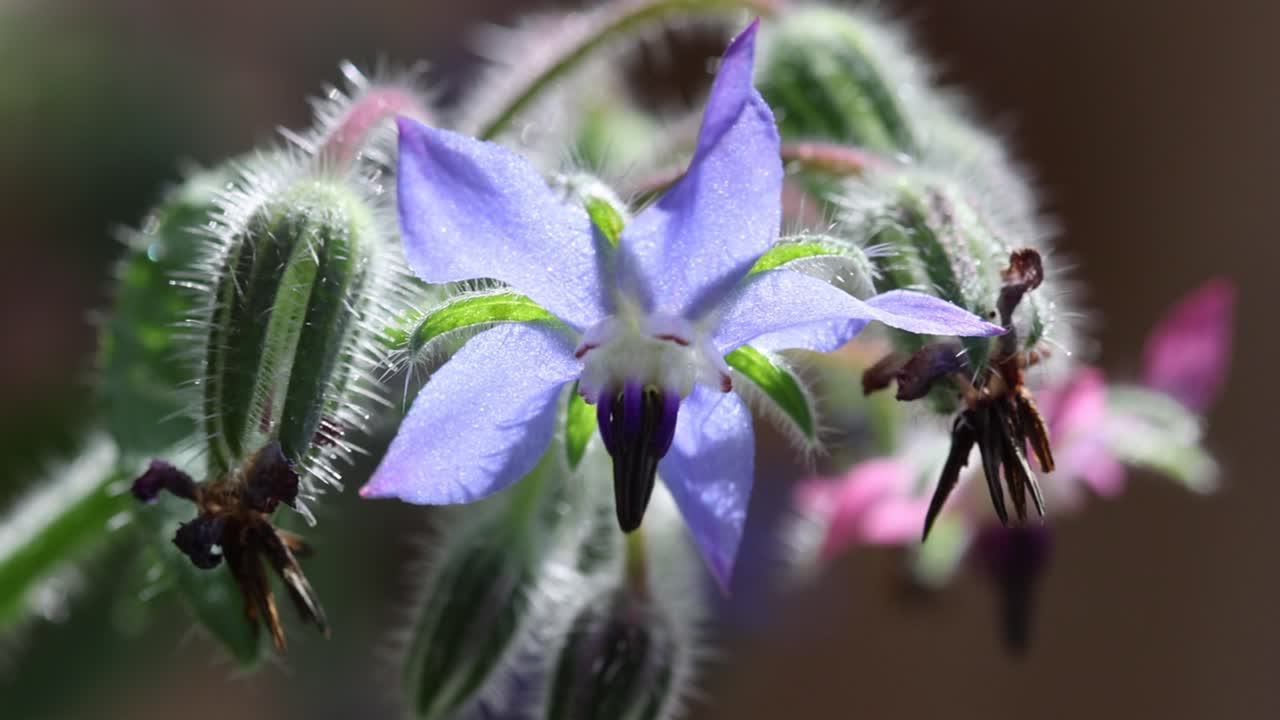 Closeup of a back lit Borage flower, Borago Officinalis, Summer. UK