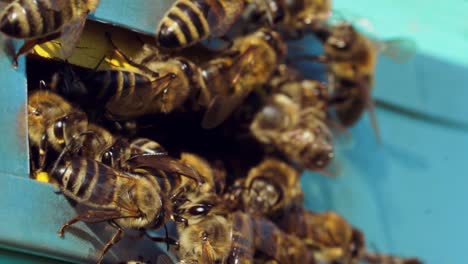 farm honey production. close up view of entranceof beehive with bees