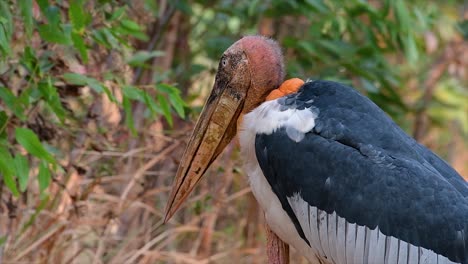 a big bird in the stork family common in southern asia and now endangered due to habitat loss