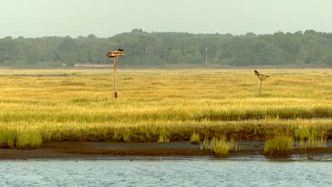 Birds-of-Prey-on-Perches-in-Grassy-Landscape