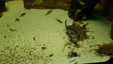 peces juncos y peces tetra de nariz roja