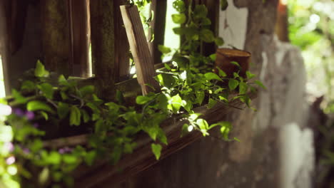 ruined abandoned overgrown by plants interior