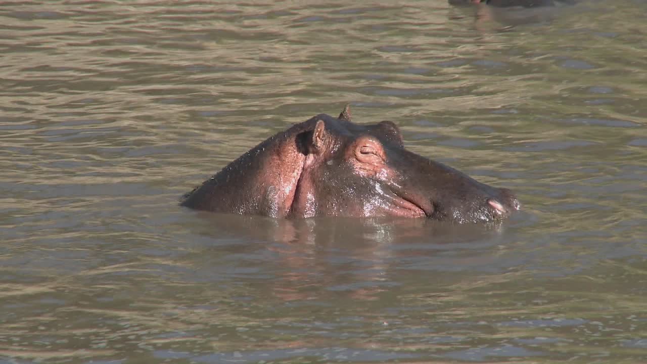 하마는 아프리카의 진흙탕 강에서 우리를 바라본다