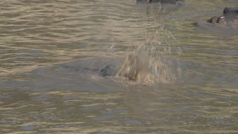 A-hippo-looks-at-us-from-a-muddy-river-in-Africa