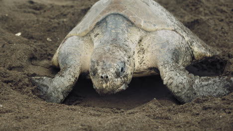 Sea Turtle Closing Hole after Laying Eggs at Tropical Beach in Costa Rica
