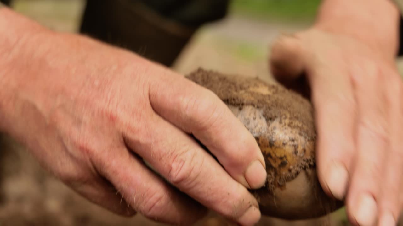 el granjero inspecciona su cosecha de patatas con las manos manchadas de tierra.