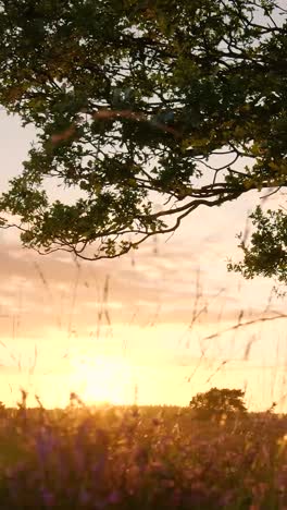 puesta de sol sobre un campo con árboles