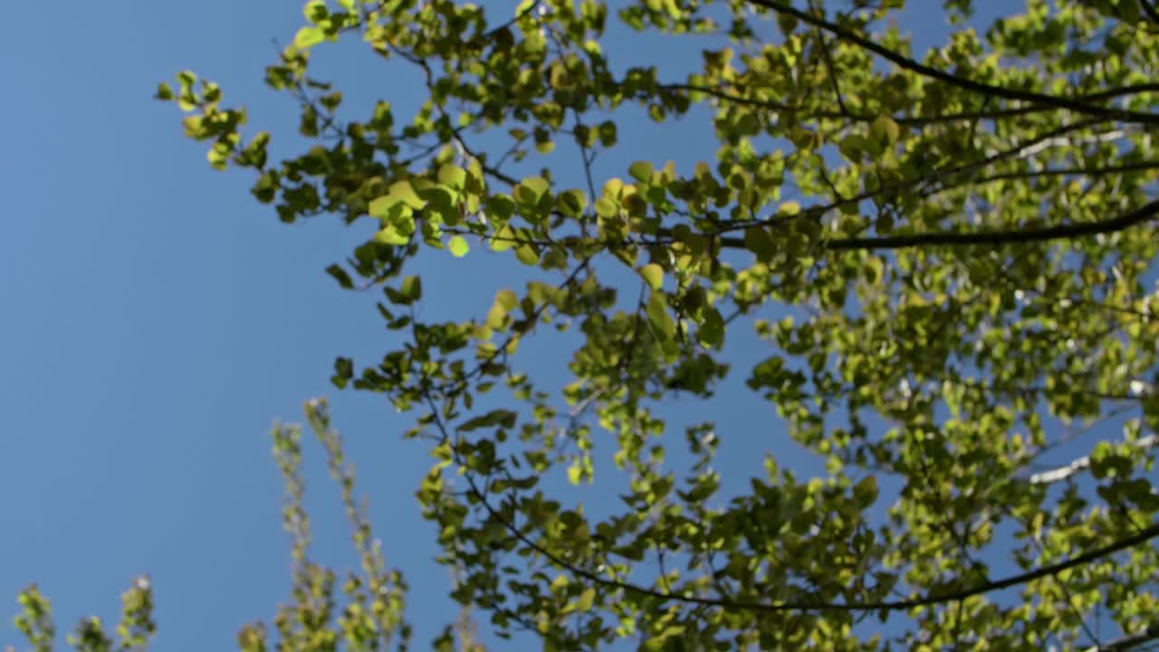 파란색 배경의 바람에 자작나무 덤불