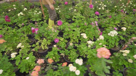 roses and gardener growing in nursery.