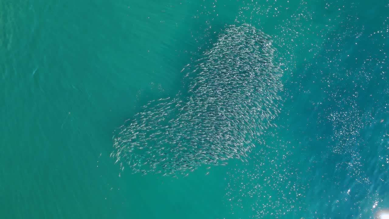 Aerial View of a Large School of Fish in Turquoise Ocean Water