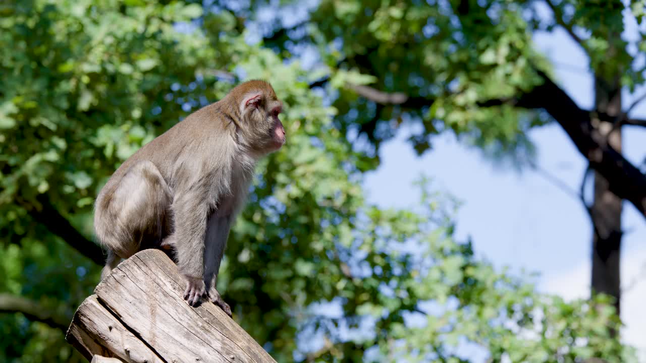 Rhesus macaque perched on log, alert and still, in bright daylight, natural forest background