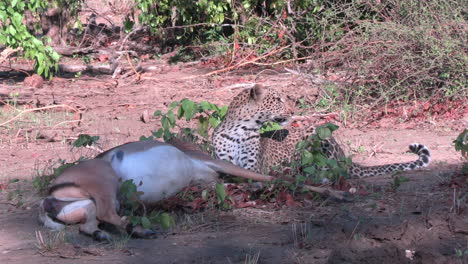 female leopard and corpse of antelope