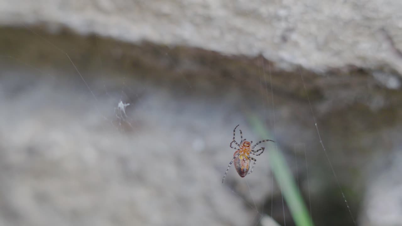 An Alpaida gallardoi spider working on her web.