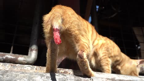 Close-up-wounded-tail-of-yellow-cat.