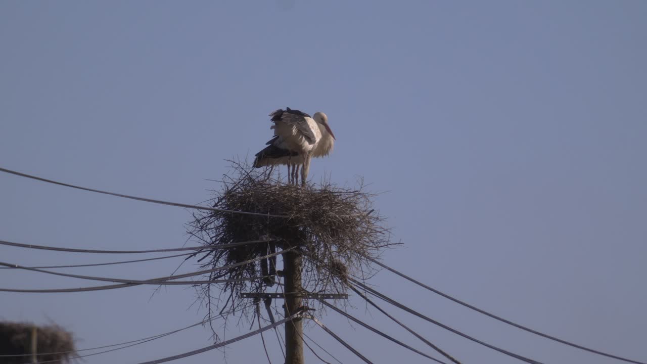 dos cigüeñas cuidando su nido en un poste de madera de la línea eléctrica