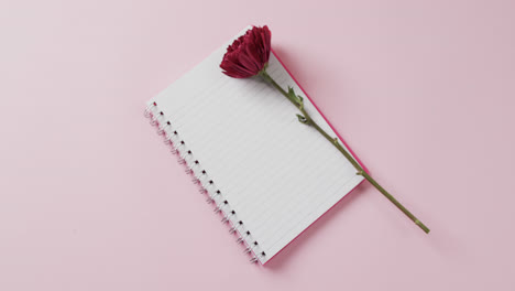 video of red flower on notebook and copy space on pink background