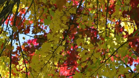 animation of multiple leaves falling over autumn forest