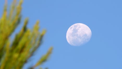 Zunehmender-Halbmond-Mit-Etwas-Vegetation,-Die-Im-Vordergrund-Verschwommen-Ist