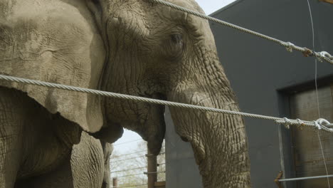 a elephant chewing grass in it's enclosure