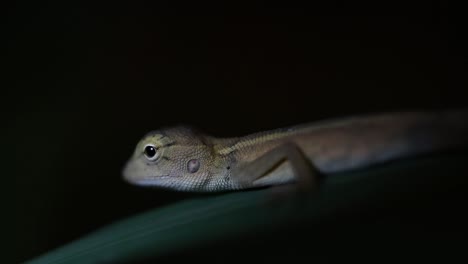 El-Lagarto-De-Jardín-Oriental-También-Se-Llama-Lagarto-De-Jardín-Oriental,-Chupasangre-Y-Lagarto-Cambiable