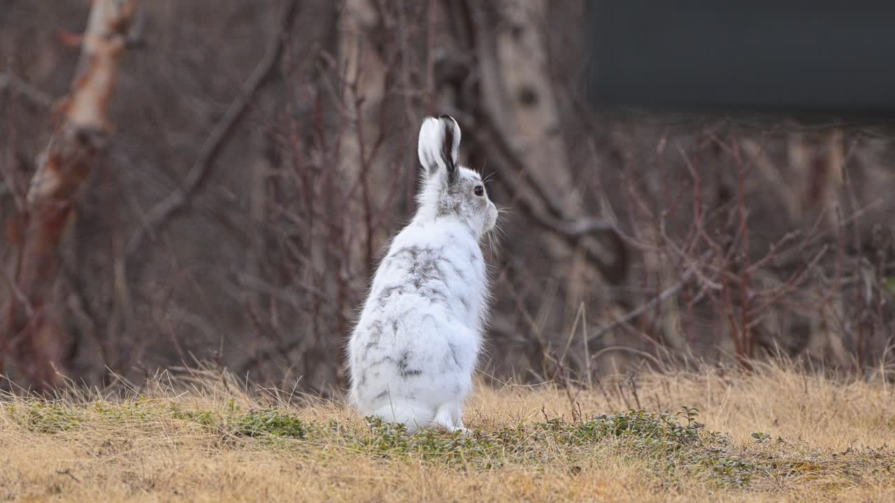 Mountain hare standing alert then fleeing in slow motion on Hardangervidda near roadside area, camera follows in slow motion