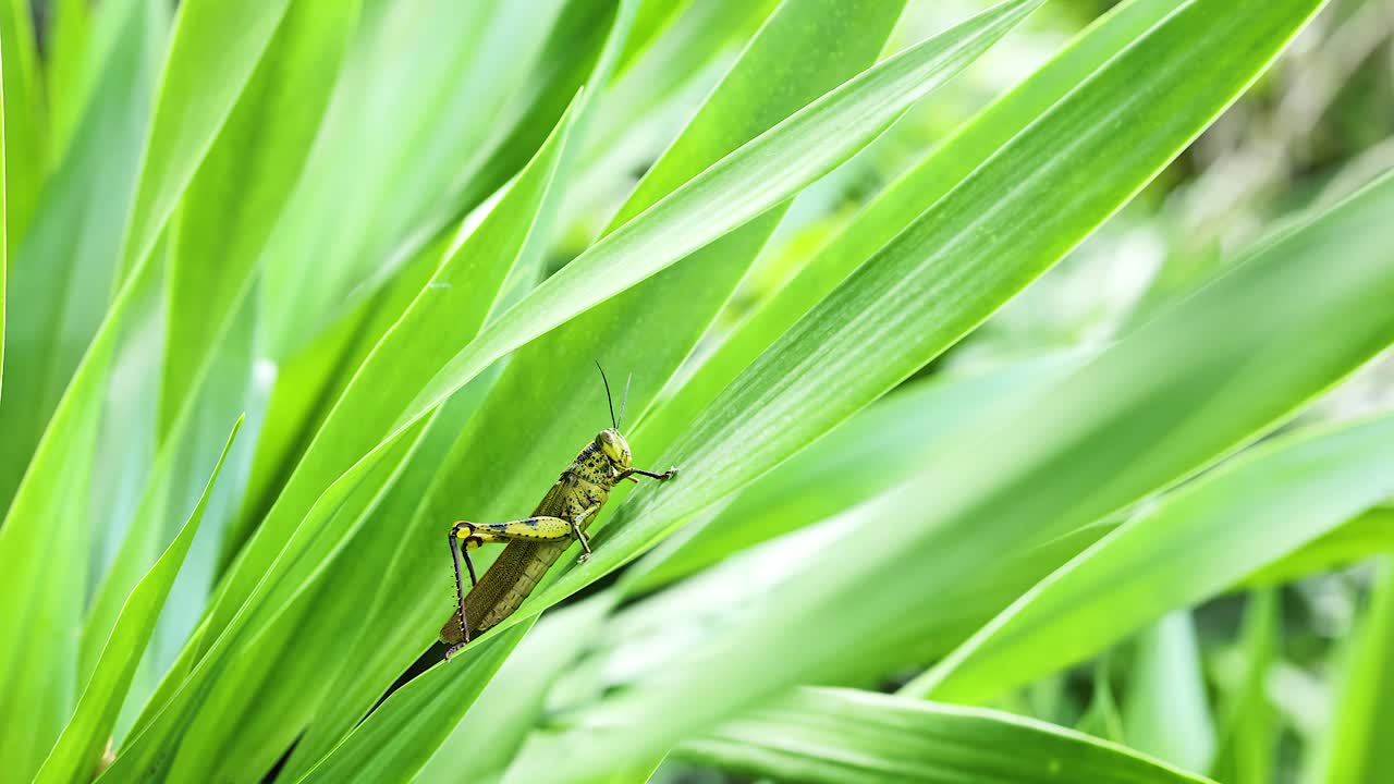 활기찬 초록 잔디 잎 에 서 있는 메기 의 근접 사진