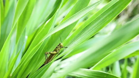 primer plano de un saltamontes posado en hojas de hierba verde vibrante