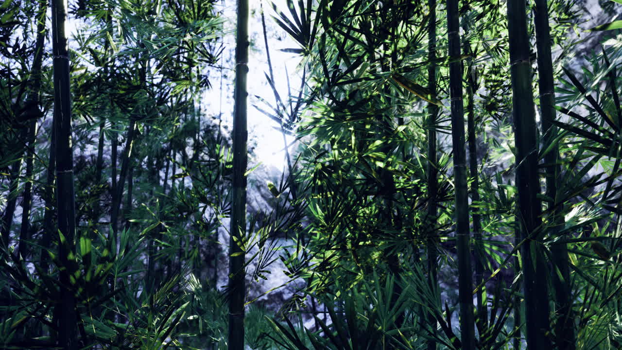 Bamboo forest with sunlight filtering through lush green leaves