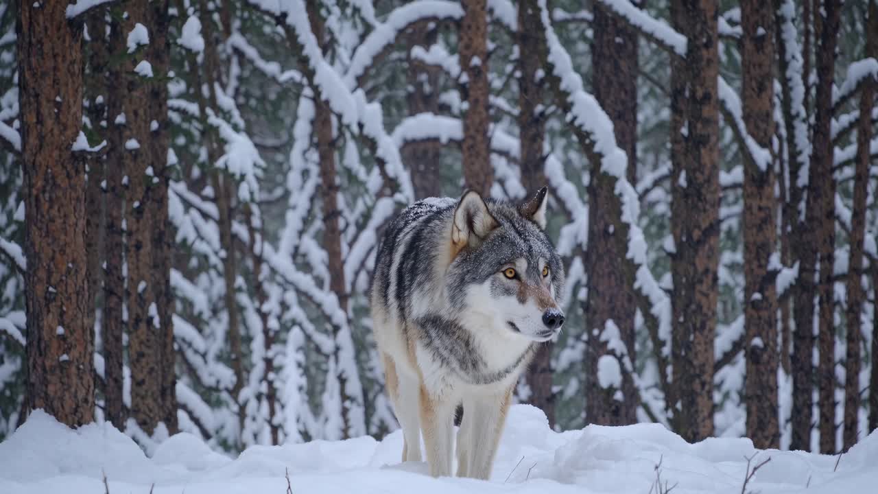 A captivating video still of a wolf in a snowy forest, captured at eye level