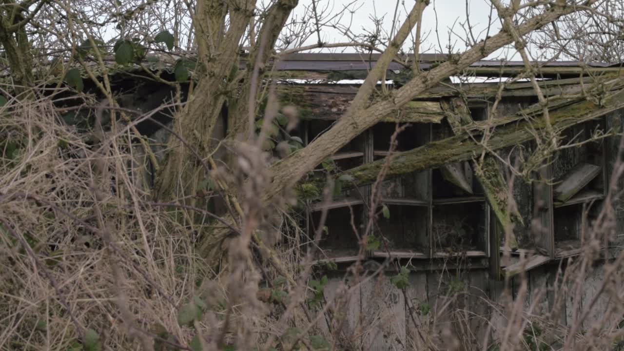 Derelict abandoned shed with shelves in overgrown location