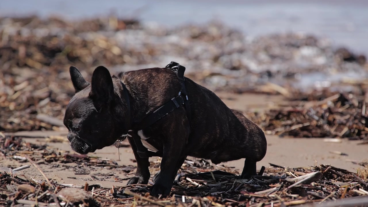 Slow motion shows a female French bulldog sniffing sand by Baltic Sea in Riga
