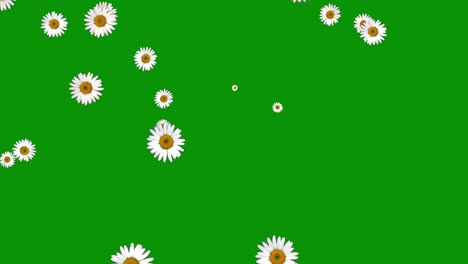 falling white daisy flowers motion graphics with green screen background