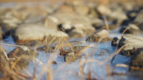 arctic plants poking through frozen river