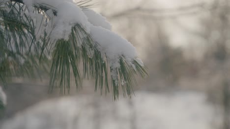 Snow-Resting-Upon-Pine-Needles-on-a-Tree-in-a-Forrest-During-a-Winter-Morning