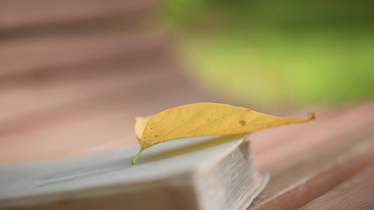 Close up of yellow leaf resting on old book with visible texture details. background is softly blurred suggesting outdoor natural light and creating depth in scene