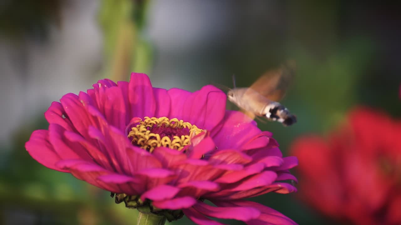colibrí halcón-polilla alimentándose de una flor, campo verde, fondo borroso