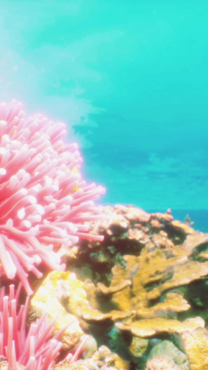 cerca del arrecife de coral rosa bajo el agua