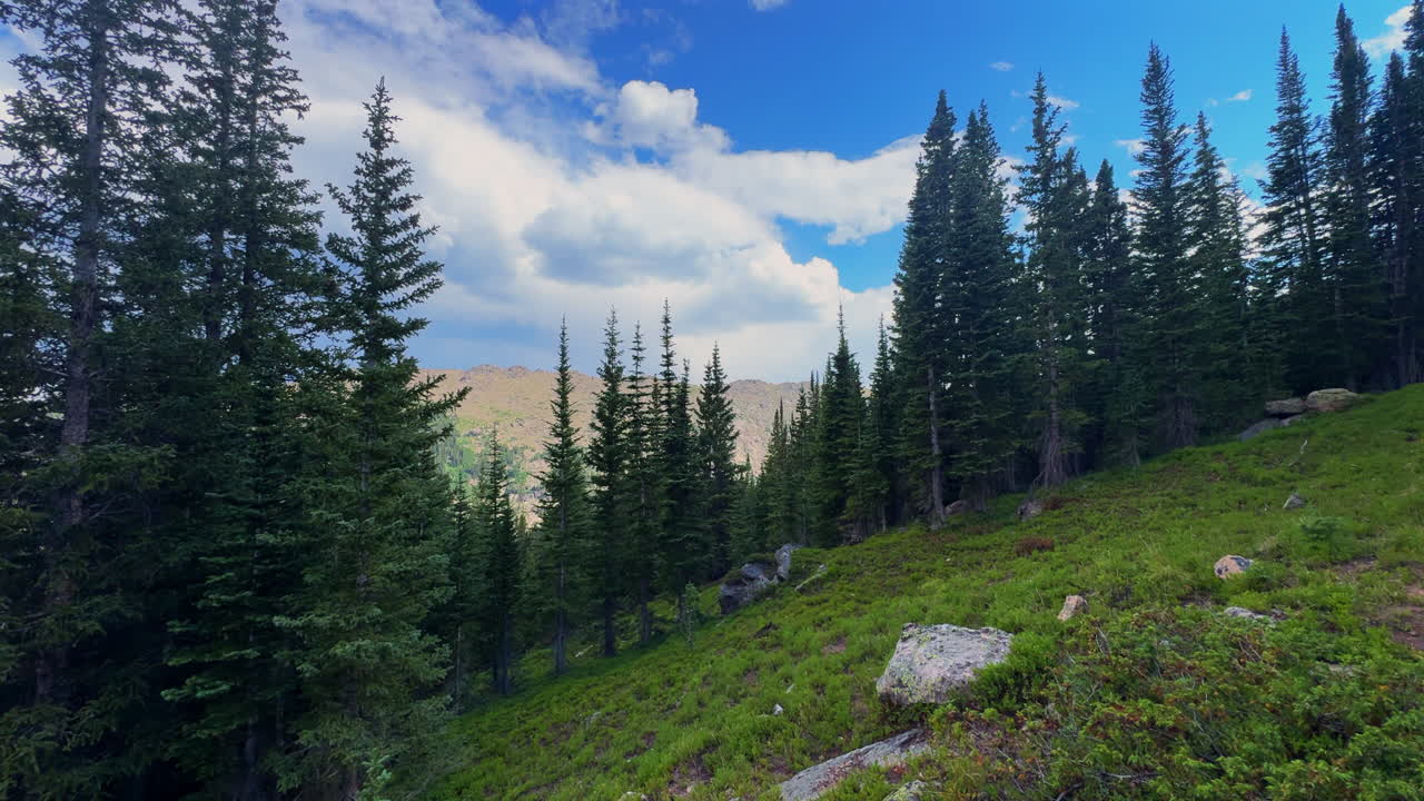 Falls Creek hiking trail Notch Mountain pine trees Halo Ridge spring summer blue sky Colorado Mount of the Holy Cross Wilderness Half Moon Pass Rocky Mountains White River National Forest pan left