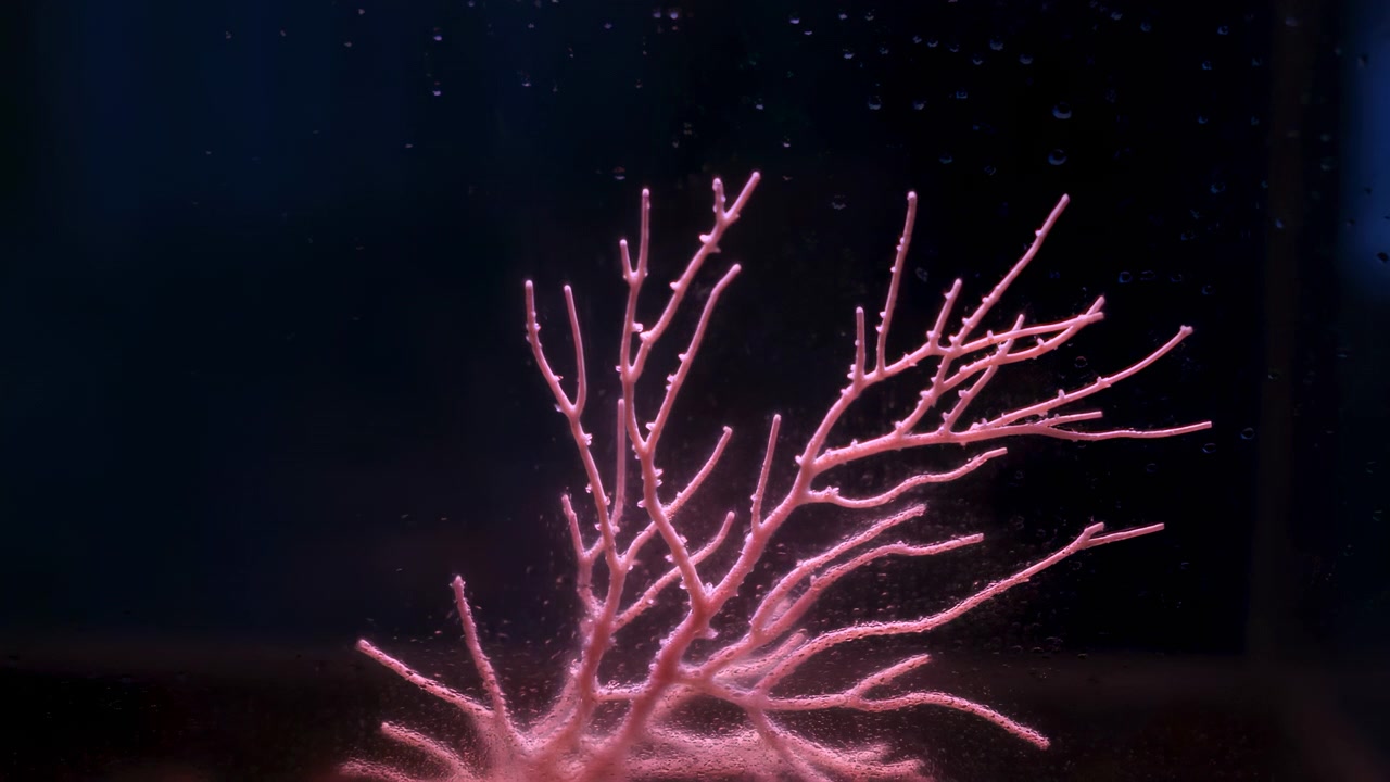 Vista subacquea ravvicinata di corallo rosa ramificato che si apre gradualmente verso l'esterno, mentre piccole bolle e particelle sospese fluttuano intorno, rivelando rami superiori, rametti sottili e delicate strutture naturali.