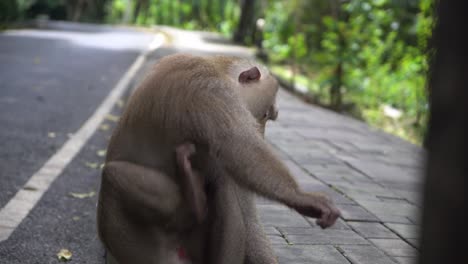 close up of wild asian monkey scratching himself and then walking away