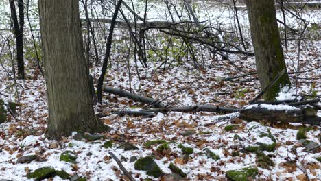 Vögel-Fliegen-Herum,-Während-Die-Kamera-An-Einem-Frühen-Wintertag-In-Freier-Wildbahn-Langsam-Nach-Oben-Kippt