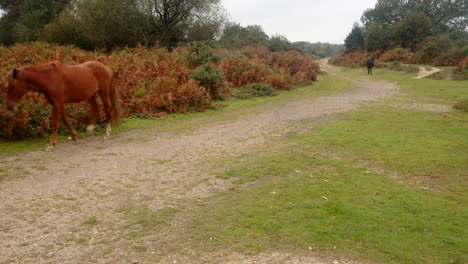 wide shots of two new forest ponies with the brown pony walking out of frame in the new forest