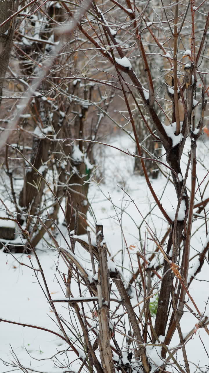 denso matorral de invierno con ramas cubiertas de nieve, que muestra un paisaje de invierno crudo y sereno con detalles intrincados de árboles helados contra un suave telón de fondo nevado
