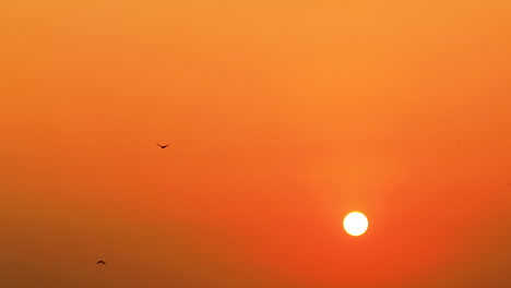 Silhouettenvögel,-Die-Morgens-Oder-Abends-Gegen-Den-Orangefarbenen-Himmel-Davonfliegen