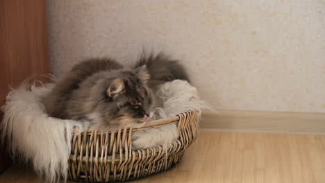 lindo gato gris doméstico acostado en una canasta de mimbre y mirando algo